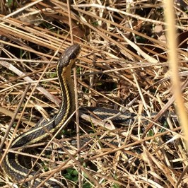 Eastern Foxsnake